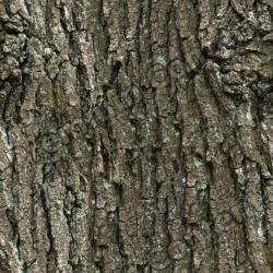 Seamless Tree Bark